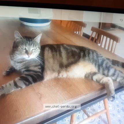 Photo 1/1 P&eacute;n&eacute;lope Chat lost in Venelles