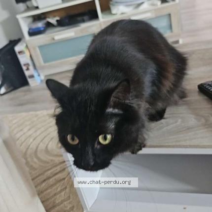 Photo 1/1 Timon Chat lost in Belleville en beaujolais