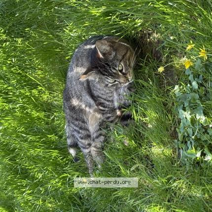 Photo 1/1 Akmi Chat lost in Boissy l aillerie