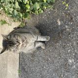 Picture of cat found at Champigny Sur Marne