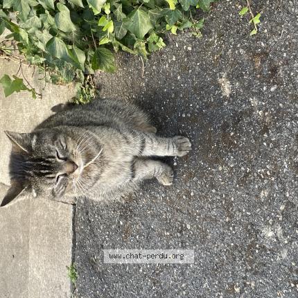 Photo 1/1 Found cat Found in Champigny sur marne