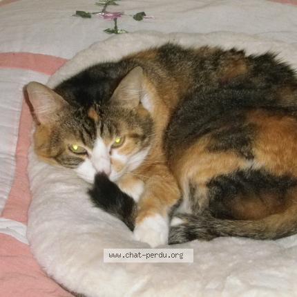 Photo 1/1 Stella Chat lost in Coulaines