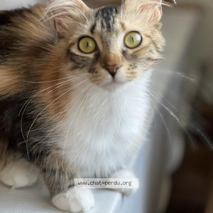 Photo 1/1 Moka Chat lost in Sedan