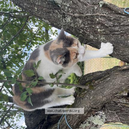 Photo 1/1 Perle Chat lost in Orleat