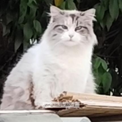 Photo 1/1 Crevette Chat lost in Drancy