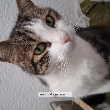 Photo 1/1 Gloo Chat lost in Sisteron