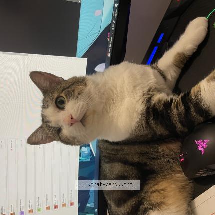 Photo 1/1 Hopper Chat lost in Saint jean de beugne