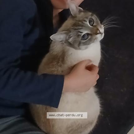 Photo 1/1 Sanson Chat lost in La sauvetat sur lede