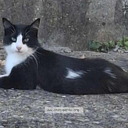 Photo 1/1 Blancoca Chat lost in Vervier