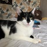 Picture of cat lost at Pleine Fougeres