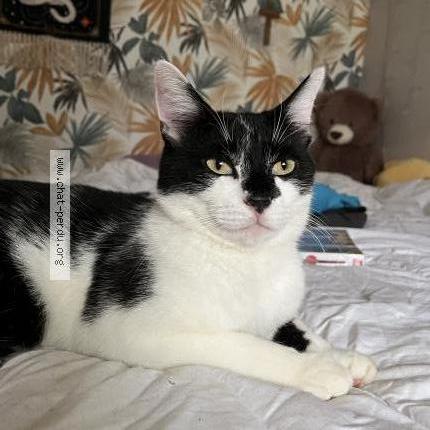 Photo 1/1 Choupi-chou Chat lost in Pleine fougeres