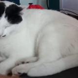 Picture of cat lost at La Fare Les Oliviers