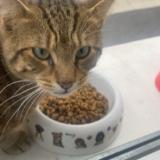 Picture of cat found at Doullens