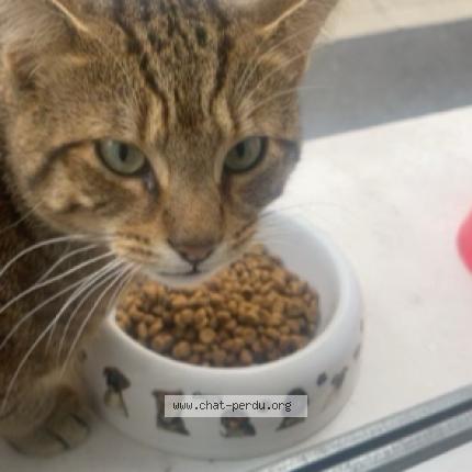 Photo 1/1 Found cat Found in Doullens