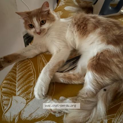 Photo 2/2 Dzeus Chat lost in La chapelle montmartin