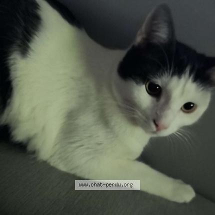 Photo 1/1 Tara Chat lost in Chatel guyon