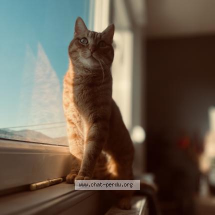 Photo 1/1 Taz Chat lost in Rothau