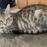 Picture of cat lost at Lescar