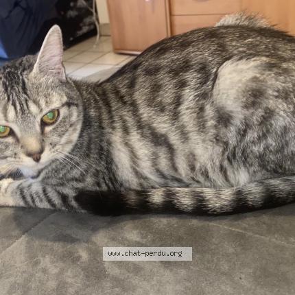 Photo 1/1 Cat reunited Lost in Lescar