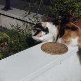 Picture of cat found at Chambery