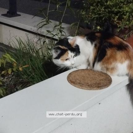 Photo 1/1 Found cat Found in Chambery