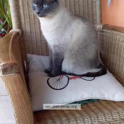 Photo 1/1 Caramel Chat lost in Bellefont la rauze