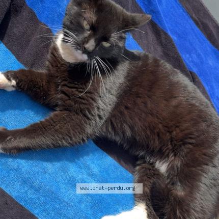 Photo 1/1 Paillette Chat lost in Fameck