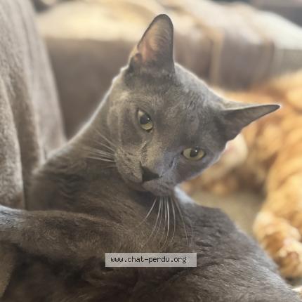 Photo 1/1 SMOKE Chat lost in Vic en bigorre