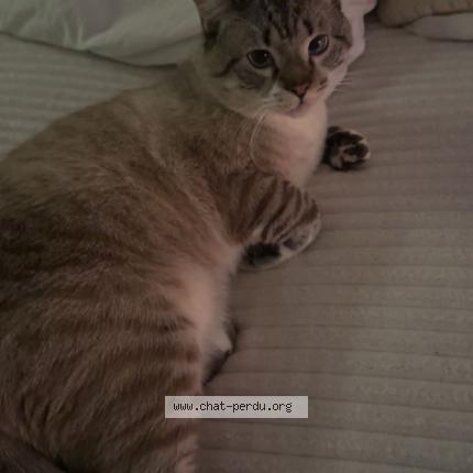 Photo 1/1 Chat y&rsquo;a pas de pr&eacute;nom Chat lost in Halluin