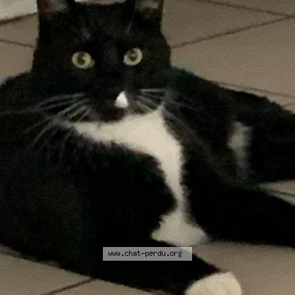 Photo 1/1 Chaussette Chat lost in Lille