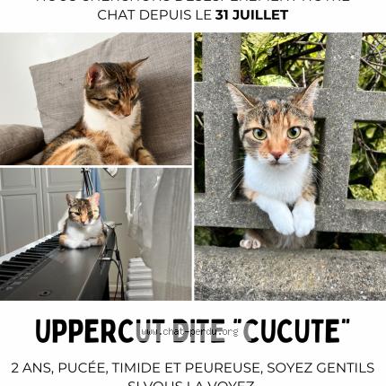 Photo 1/1 Uppercut Chat lost in Sartrouville
