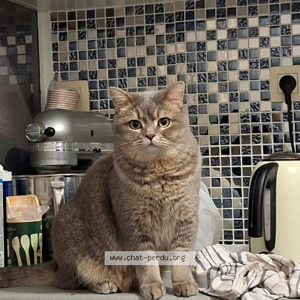 Photo 1/1 Tigrou Chat lost in Bruxelles