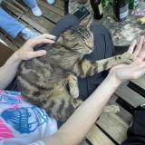 Picture of cat lost at Orleans