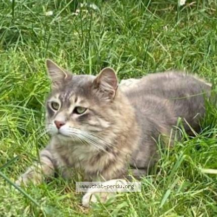 Photo 1/1 Cat reunited Lost in Engenville