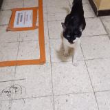 Picture of cat found at Martigues