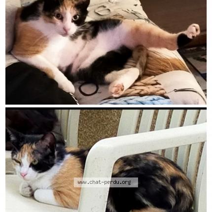 Photo 1/1 Mamoune Chat lost in Fourques sur garonne