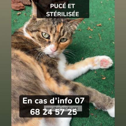 Photo 1/1 C&acirc;line Chat lost in Cleon