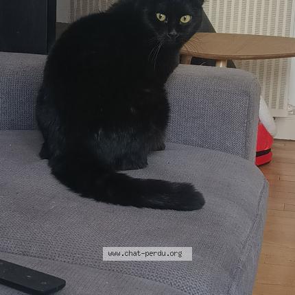 Photo 1/1 Nesquick Chat lost in Metz