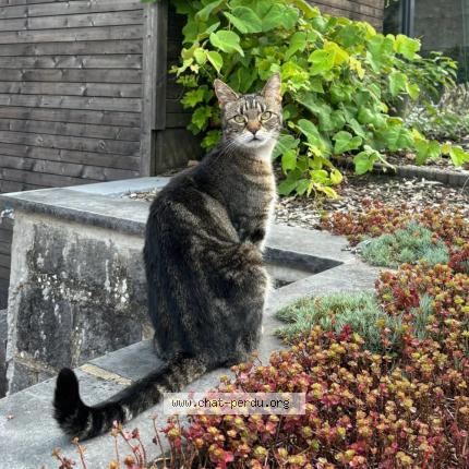 Foto van vermiste kat in Braine L Alleud
