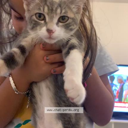 Photo 1/1 Luna Chat lost in Le thillay