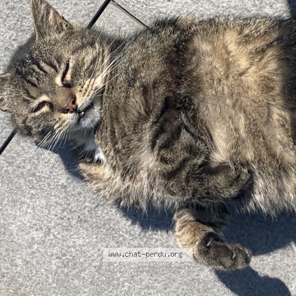 Photo 1/1 Pilou Chat lost in Ostwald