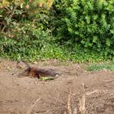 Picture of cat lost at St Jacques Bruz