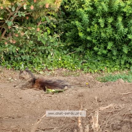 Photo 1/3 Praline Chat lost in St jacques bruz