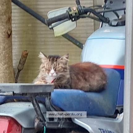 Photo 2/3 Praline Chat lost in St jacques bruz
