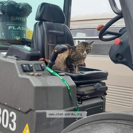 Photo 3/3 Praline Chat lost in St jacques bruz