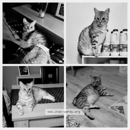 Photo 1/1 Waako Chat lost in Fleac