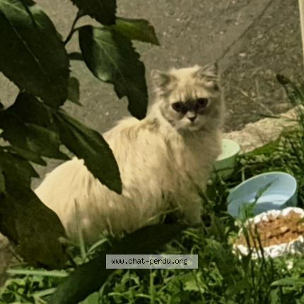 Photo 1/3 Cat reunited Found in Sartrouville