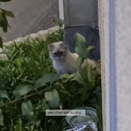 Photo 2/3 Cat reunited Found in Sartrouville