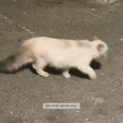 Photo 3/3 Cat reunited Found in Sartrouville