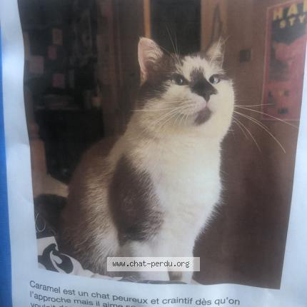 Photo 1/1 Caramel Chat lost in Grand aigueblanche